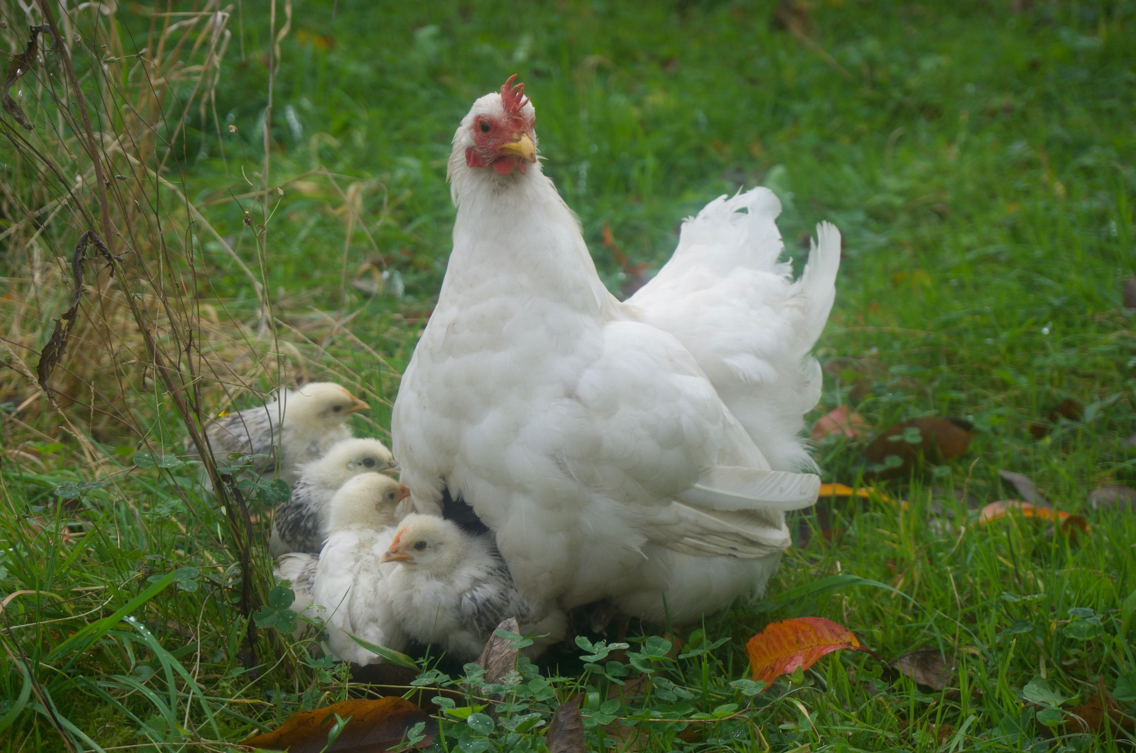 Huhn mit Küken